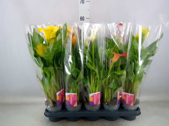 <h4>Zantedeschia   ...mix</h4>