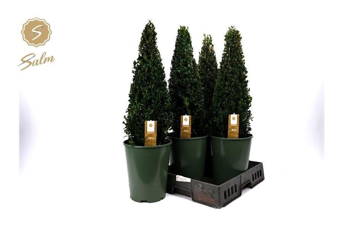 <h4>BUXU SEMPERVIRENS</h4>