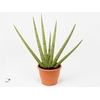 Sansevieria Skyline 7 cm (Decorum)