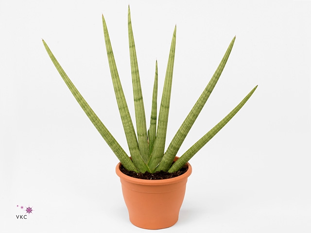 Sansevieria Skyline 7 cm (Decorum)