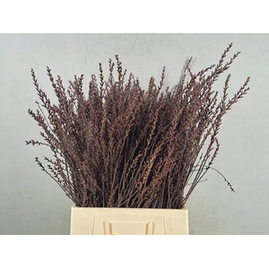 Myrica Gale (gagel)