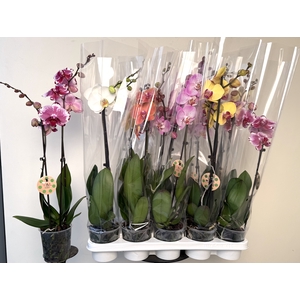 PHAL GEM 8 KL