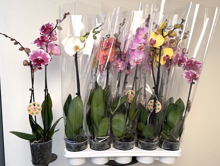 <h4>PHAL GEM 8 KL</h4>