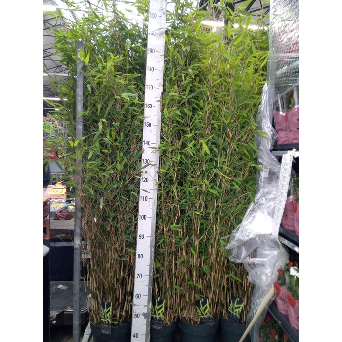 <h4>Fargesia  'Obelisk'</h4>