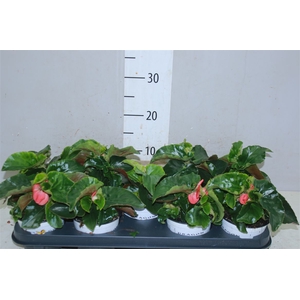 Begonia Dragonwing Rood