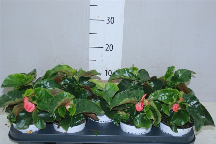 <h4>Begonia Dragonwing Rood</h4>