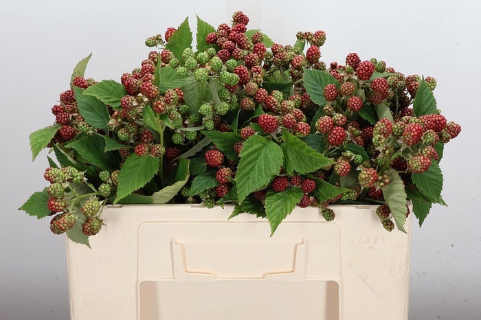 <h4>Rubus fruticosus 'Chester'</h4>