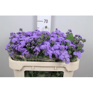 Ager H Blue Horizon