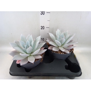 Echeveria  'Mexican Giant'
