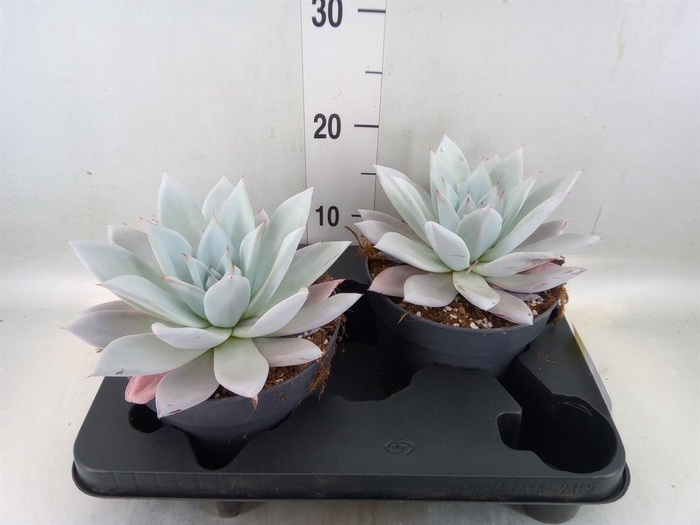 <h4>Echeveria 'Mexican Giant'</h4>