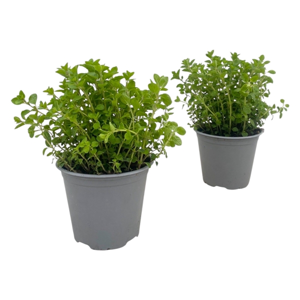 <h4>Origanum vulgare</h4>