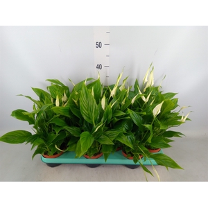 Spathiphyllum  'Chopin'