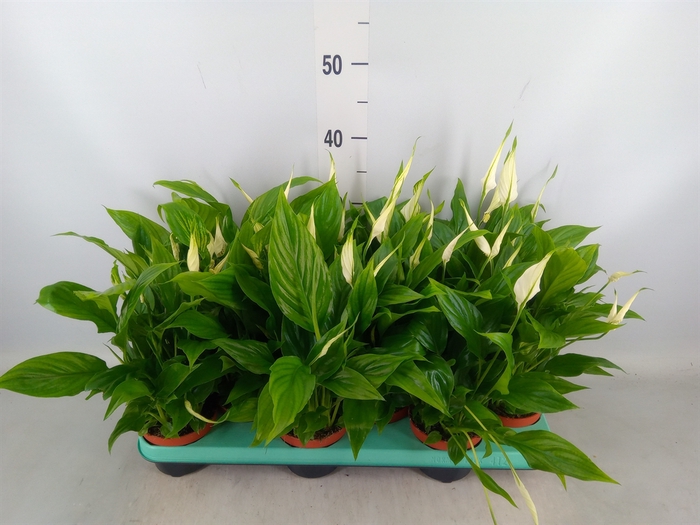 <h4>Spathiphyllum  'Chopin'</h4>