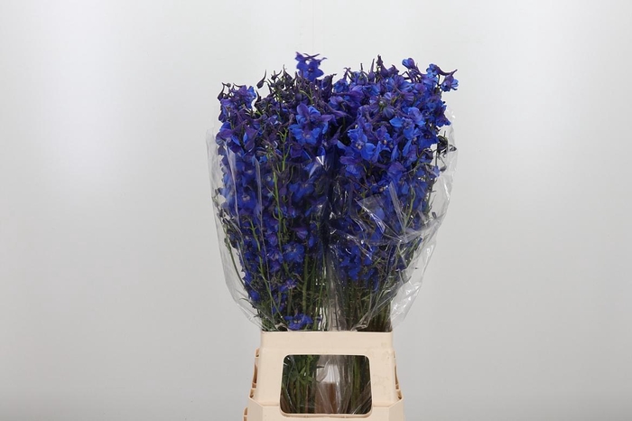 <h4>Delph En Donna</h4>