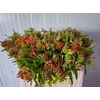 Asclepias Tuberosa