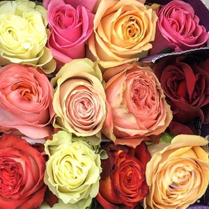 R Eq Mix 50cm By Box