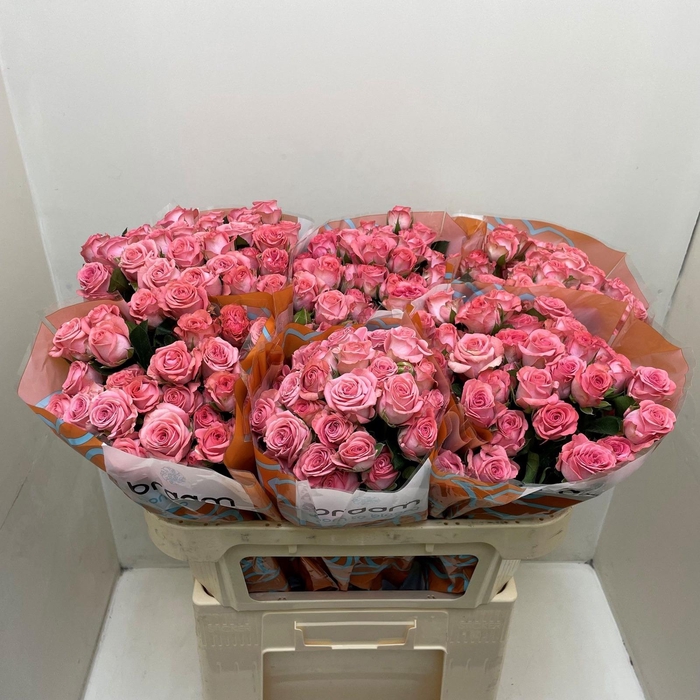 <h4>Rosa TR 'Jessy' BRAAM</h4>