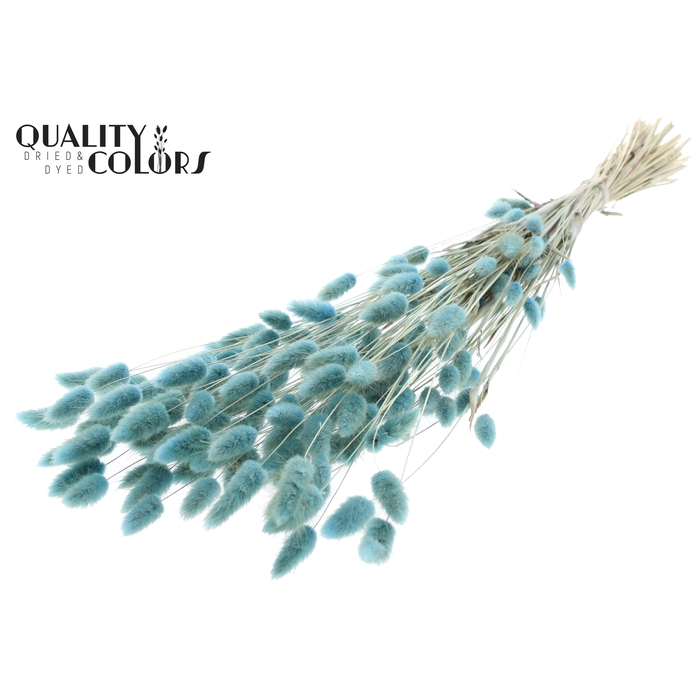<h4>Lagurus Premium per bunch Light Blue</h4>