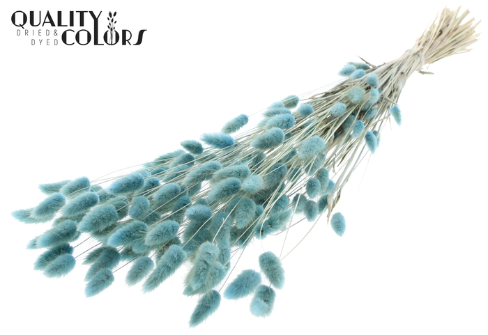 Lagurus Premium per bunch Light Blue