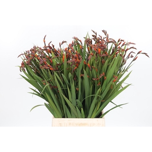 Crocosmia Mckenzie