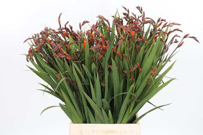 <h4>Crocosmia Mckenzie</h4>