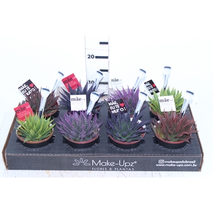 ALOE ARISTATA P11 COLOURS
