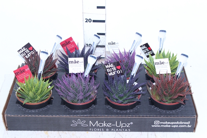 ALOE ARISTATA P11 COLOURS