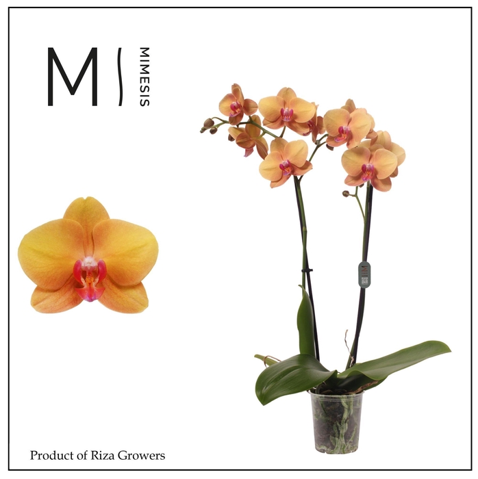 <h4>Phalaenopsis Buddha 2 spike ā 12cm | Mimesis</h4>