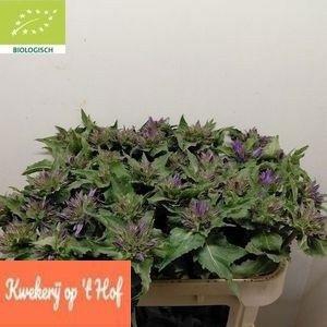 <h4>CAMP GLOMERATA OV</h4>