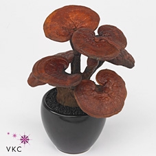 GANODERMA L LINGZHI