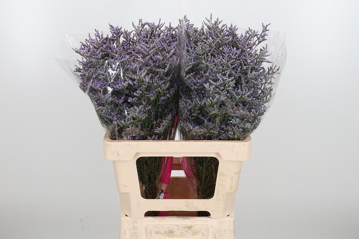 <h4>Lim Ov Skylight</h4>