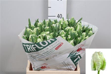 <h4>Tu Pa Super Parrot</h4>