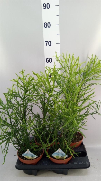 <h4>Euphorbia   ...</h4>