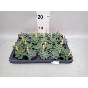 Senecio cephal. 'Mountain Fire'