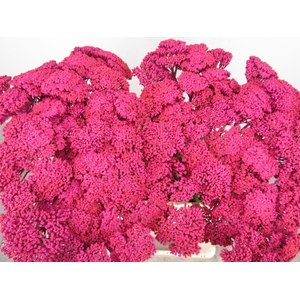 Achillia Cerise