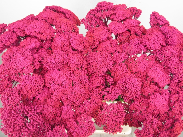 <h4>Achillia Cerise</h4>
