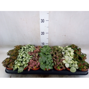 Fittonia   ...mix 7