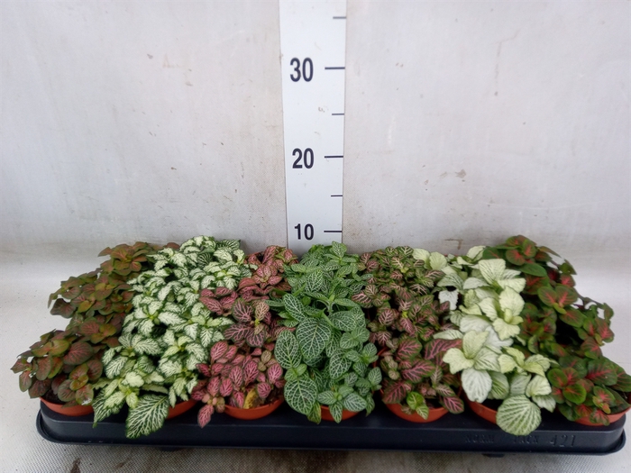 <h4>Fittonia   ...mix 7</h4>