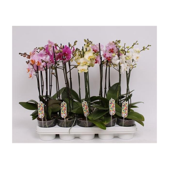 <h4>Phal. Multiflora 2-tak mix "Twinmix" 22+ 5 kleuren</h4>