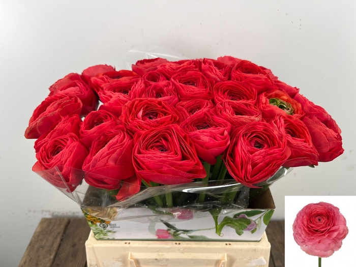 <h4>RAN SU FRAGOLINO</h4>