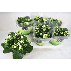 KALAN CALAN WHITE P15