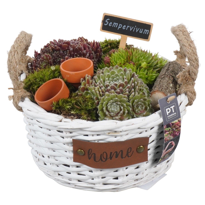 <h4>Arr.  Sempervivum L%</h4>