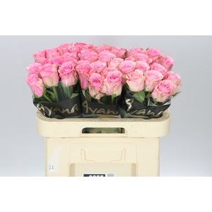 Rosa Gr Euphoria