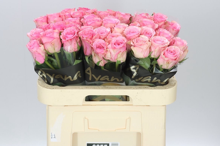 <h4>Rosa Gr Euphoria</h4>