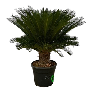 Cycas Revoluta - 150cm