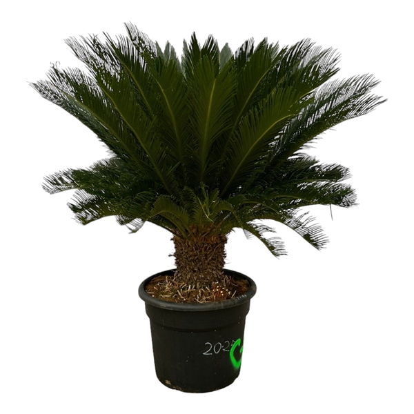 <h4>Cycas Revoluta - 150cm</h4>