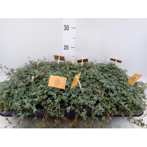 Pilea glaucophylla 'Greyzy'