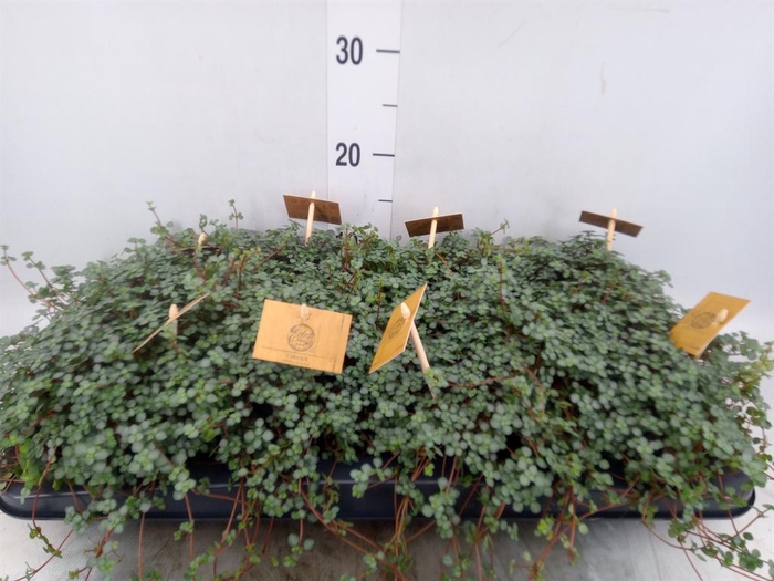 <h4>Pilea glaucophylla 'Greyzy'</h4>