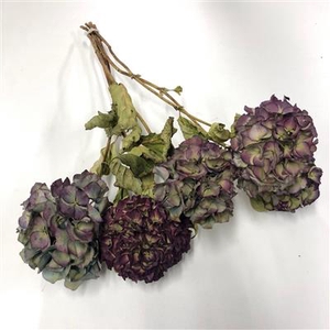 DROOG HYDRANGEA PAAR
