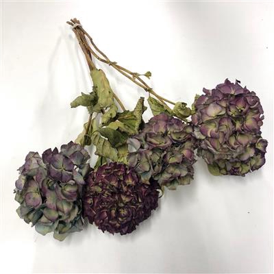 <h4>DROOG HYDRANGEA PAAR</h4>